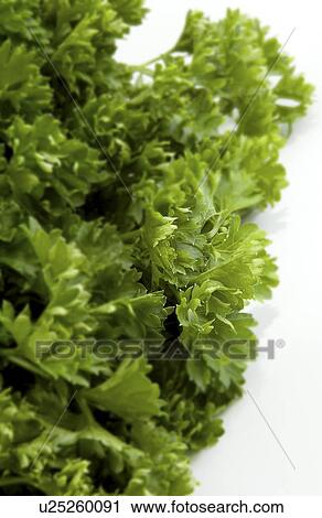 Stock Image - Sprig of fresh parsley. Fotosearch