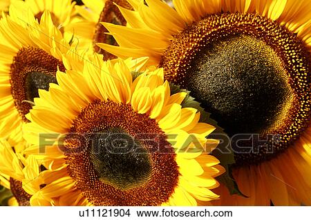 Picture - Sunflower heads. Fotosearch
