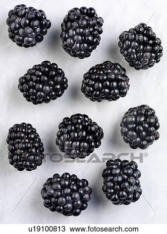 Ten Blackberries - Non Exclusive View Large Photo Image Stock Image - Ten Blackberries - Non Exclusive. Fotosearch