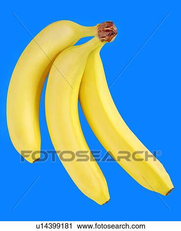 Three Bananas on Blue - Non Exclusive View Large Photo Image Stock Image - Three Bananas on Blue - Non Exclusive. Fotosearch
