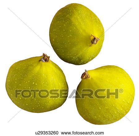Three Figs on White - Non Exclusive View Large Photo Image Stock Image - Three Figs on White - Non Exclusive. Fotosearch