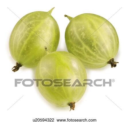 Three Gooseberries - Non Exclusive View Large Photo Image Stock Image - Three Gooseberries - Non Exclusive. Fotosearch