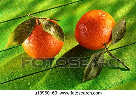 Two clementines with dew View Large Photo Image Stock Photo - Two clementines with dew. Fotosearch