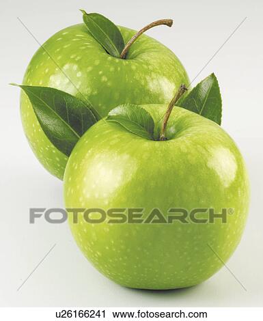 Two Green Apples - Non Exclusive View Large Photo Image Stock Image - Two Green Apples - Non Exclusive. Fotosearch
