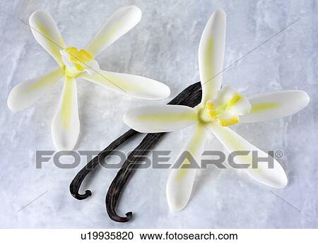 Two Vanilla Flowers And Pods - Non Exclusive View Large Photo Image Stock Image - Two Vanilla Flowers And Pods - Non Exclusive. Fotosearch