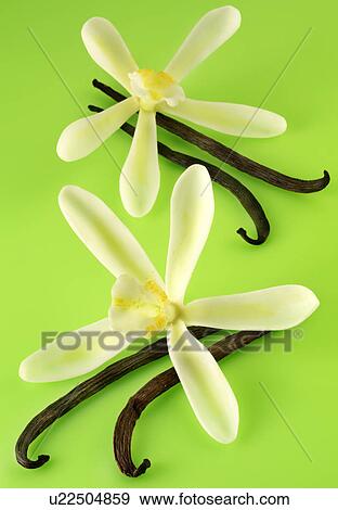 Two Vanilla Flowers And Pods on Green - Non Exclusive View Large Photo Image Stock Photo - Two Vanilla Flowers And Pods on Green - Non Exclusive. Fotosearch