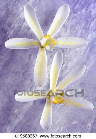Two Vanilla Flowers on Purple - Non Exclusive View Large Photo Image Stock Photo - Two Vanilla Flowers on Purple - Non Exclusive. Fotosearch