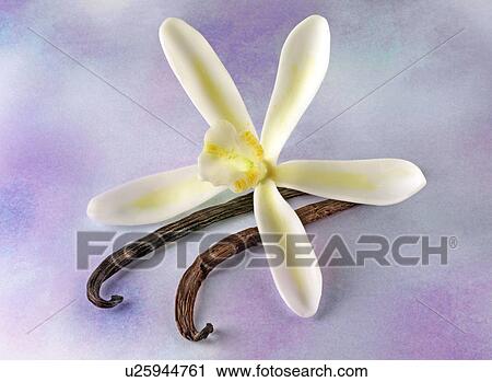 Stock Image - Vanilla Flower And Pods on Purple - Non Exclusive. Fotosearch