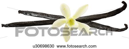Stock Image - Vanilla Flower and Pods on White - Non Exclusive. Fotosearch