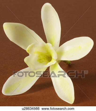 Vanilla Flower - Non Exclusive View Large Photo Image Stock Photograph - Vanilla Flower - Non Exclusive. Fotosearch