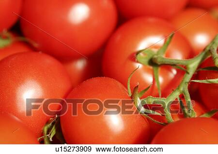 Stock Photo - Vine tomatoes. Fotosearch