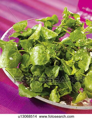 Picture - Watercress Salad - Non Exclusive. Fotosearch