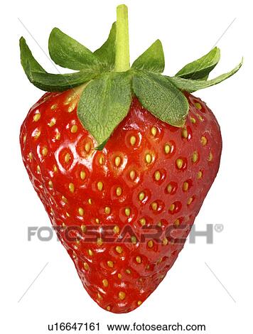 Stock Image - Whole Strawberry - Non Exclusive. Fotosearch