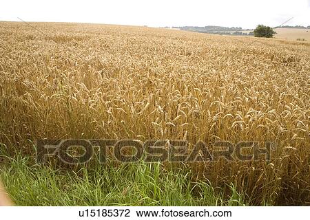 Corn Field View Large Photo Image Stock Image - Corn Field. Fotosearch