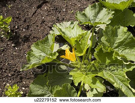 Courgette flower growing View Large Photo Image Stock Image - Courgette flower growing. Fotosearch