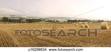 Harvest panorama View Large Photo Image Picture - Harvest panorama. Fotosearch