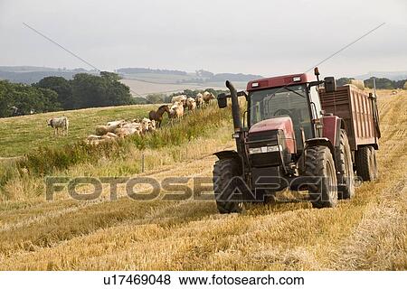 Stock Photo - Harvest/ Tractor. Fotosearch