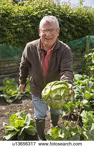 Stock Photo - Man harvesting cabbage. Fotosearch