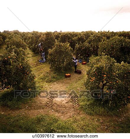 Stock Image - Orange Groves. Fotosearch