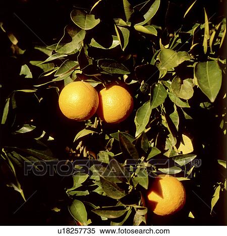 Stock Photography - Oranges. Fotosearch