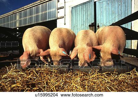 Picture - Pigs on Farm. Fotosearch