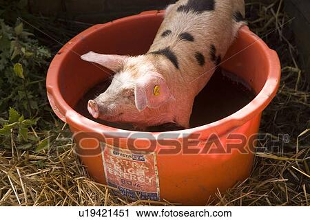 Stock Image - Spotted Piglet. Fotosearch