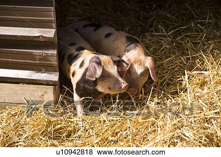 Stock Photo - Spotted Pigs/piglets. Fotosearch