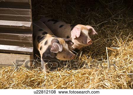 Spotted Pigs/piglets View Large Photo Image Stock Photo - Spotted Pigs/piglets. Fotosearch