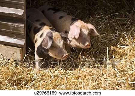 Stock Photo - Spotted Pigs/piglets. Fotosearch