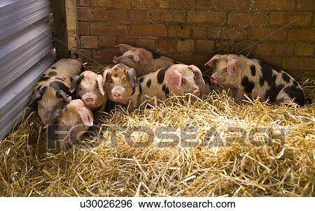 Stock Photograph - Spotted Pigs/piglets. Fotosearch