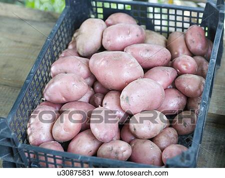 Organic Red Potatoes View Large Photo Image Stock Image - Organic Red Potatoes. Fotosearch