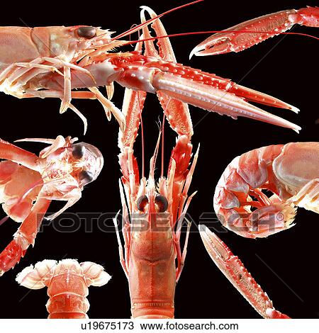 Prawns View Large Photo Image Stock Image - Prawns. Fotosearch
