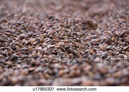 Stock Photo - Cocoa Beans, Drying in the, Sun, Trinidad, West Indies. Fotosearch