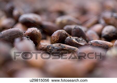 Stock Photograph - Cocoa Beans, Trinidad, West Indies. Fotosearch