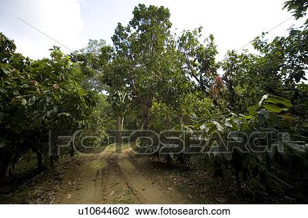 Stock Image - Cocoa Plantation, Trinidad, West Indies. Fotosearch