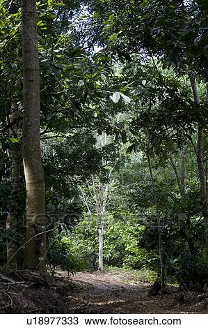Stock Image - Cocoa Plantation, Trinidad, West Indies. Fotosearch