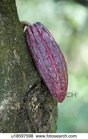 Stock Photo - Cocoa Pod on Tree. Fotosearch