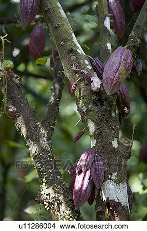 Cocoa Pods on Cocoa Tree, Trinidad, West Indies View Large Photo Image Picture - Cocoa Pods on Cocoa Tree, Trinidad, West Indies. Fotosearch