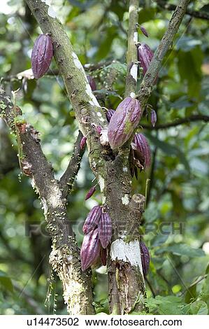 Stock Image - Cocoa Pods on Cocoa Tree, Trinidad, West Indies. Fotosearch