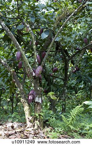 Stock Photo - Cocoa Pods on Cocoa Tree, Trinidad, West Indies. Fotosearch