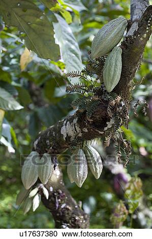 Stock Image - Cocoa Pods on Tree, Trinidad, West Indies. Fotosearch