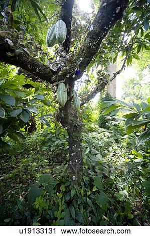 Stock Image - Cocoa Tree on Cocoa Plantation, Trinidad, West Indies. Fotosearch