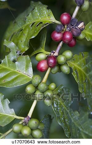 Coffee Plant, Trinidad, West Indies View Large Photo Image Stock Image - Coffee Plant, Trinidad, West Indies. Fotosearch