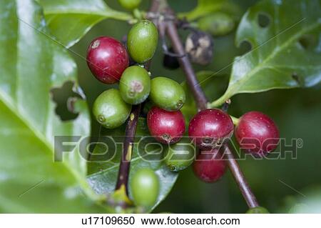 Coffee Plant, Trinidad, West Indies View Large Photo Image Stock Image - Coffee Plant, Trinidad, West Indies. Fotosearch