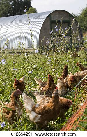 Free Range Organic Chickens on Farm in Suffolk View Large Photo Image Stock Image - Free Range Organic Chickens on Farm in Suffolk. Fotosearch