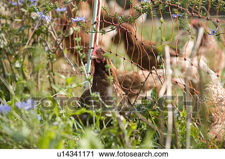 Free Range Organic Chickens on Farm in Suffolk View Large Photo Image Stock Image - Free Range Organic Chickens on Farm in Suffolk. Fotosearch