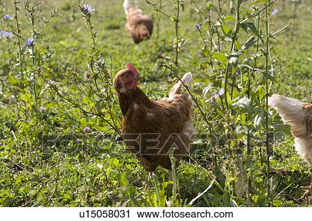 Free Range Organic Chickens on Farm in Suffolk View Large Photo Image Stock Image - Free Range Organic Chickens on Farm in Suffolk. Fotosearch