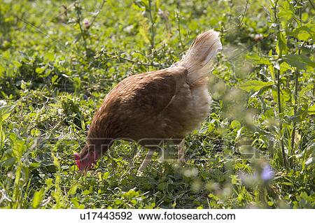 Free Range Organic Chickens on Farm in Suffolk View Large Photo Image Stock Image - Free Range Organic Chickens on Farm in Suffolk. Fotosearch