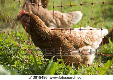 Stock Photograph - Free Range, Organic Chickens on Farm in Suffolk. Fotosearch