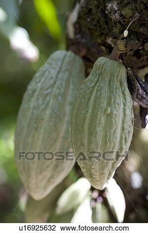 Stock Image - Green Cocoa Pods on Cocoa Tree, Trinidad, West Indies. Fotosearch